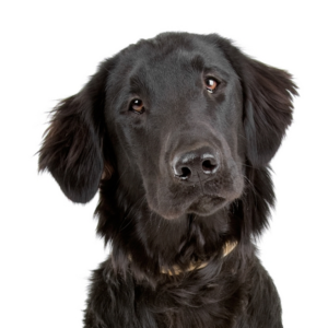 Flat Coated Retriever - carousel