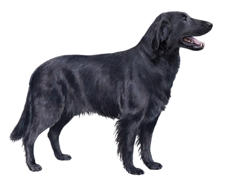 Flat-Coated Retriever