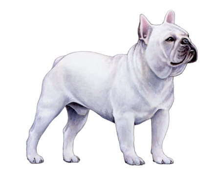 French Bulldog