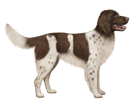 German Longhaired Pointer