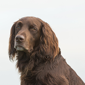 German Longhaired Pointer 1