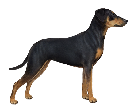 German Pinscher