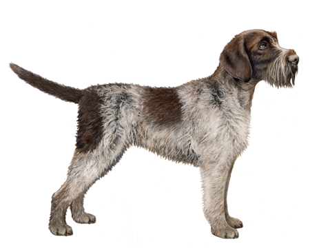 German Rough Haired Pointer