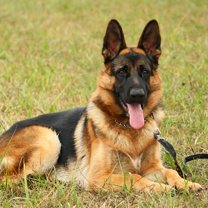 German Shepherd Dog - carousel