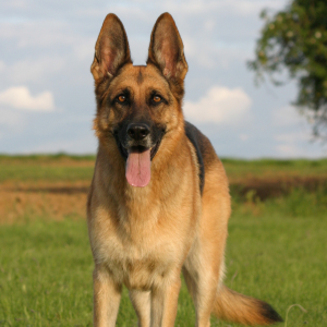 German Shepherd Dog - carousel