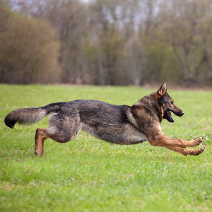 German Shepherd Dog - carousel