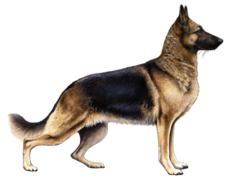 German Shepherd Dog