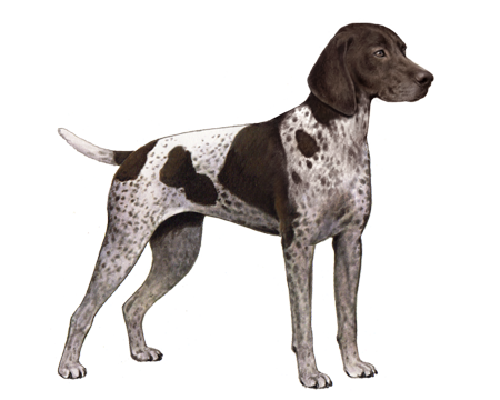 German Shorthaired Pointer