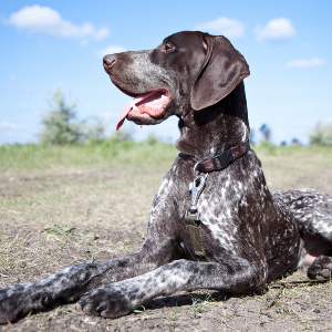 German Shorthaired Pointer - carousel