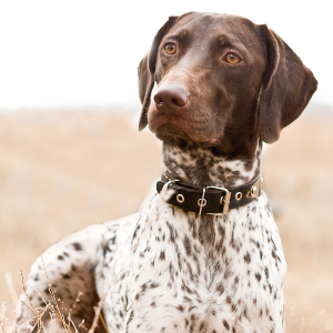 German Shorthaired Pointer - carousel