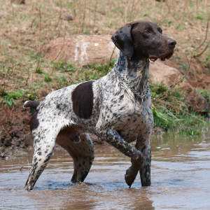 German Shorthaired Pointer - carousel