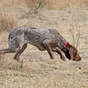 German Shorthaired Pointer - carousel