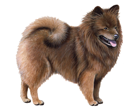 German Spitz