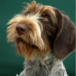 German Wirehaired Pointer - carousel