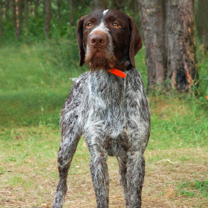 German Wirehaired Pointer - carousel