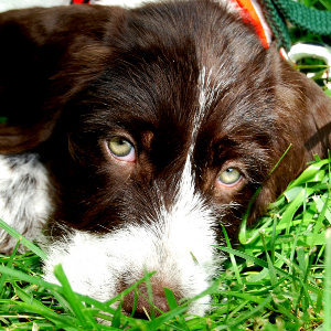 German Wirehaired Pointer - carousel