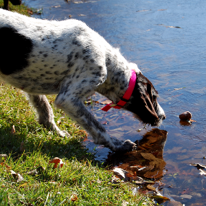 German Wirehaired Pointer - carousel