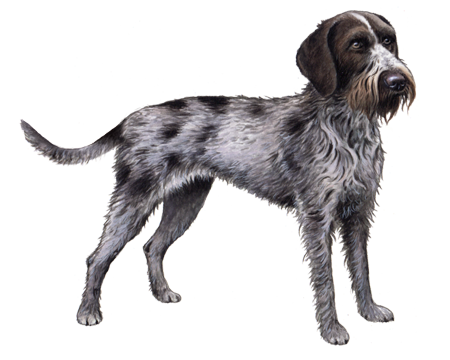 German Wirehaired Pointer