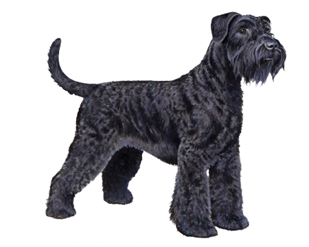 Giant Schnauzer