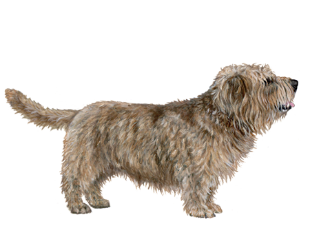 Glen of Imaal Terrier