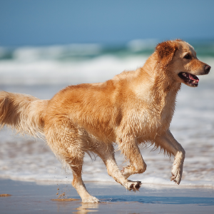 Golden Retriever - carousel