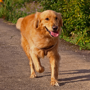 Golden Retriever - carousel