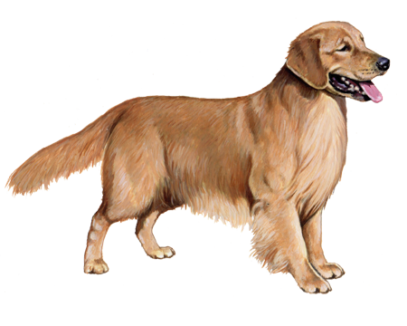 Golden Retriever