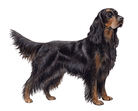 Gordon Setter