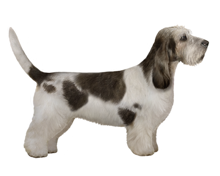 Grand Basset Griffon Vendéen