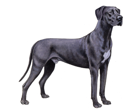 Great Dane