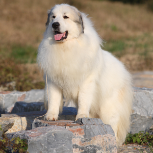 Great Pyrenees - carousel