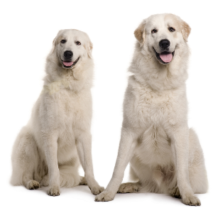 Great Pyrenees - carousel