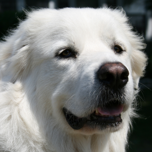 Great Pyrenees - carousel