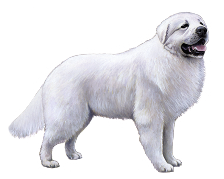 Great Pyrenees