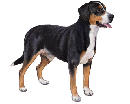 Greater Swiss Mountain Dog