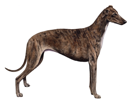 Greyhound