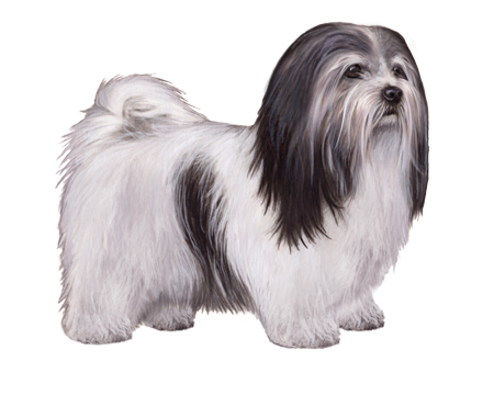 Havanese