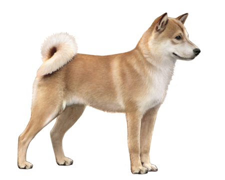 Hokkaido Inu