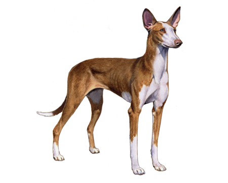 Ibizan Hound