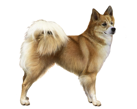 Icelandic Sheepdog