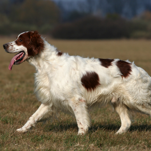 Irish Red and White Setter - carousel