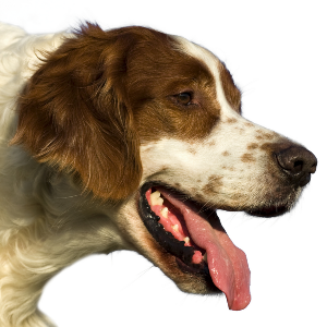 Irish Red and White Setter - carousel