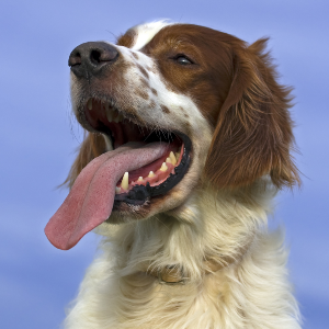 Irish Red and White Setter - carousel