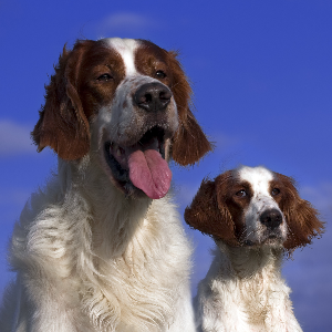 Irish Red and White Setter - carousel