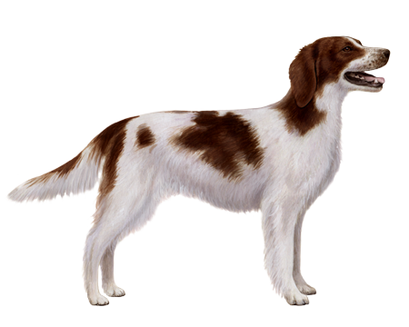 Irish Red and White Setter