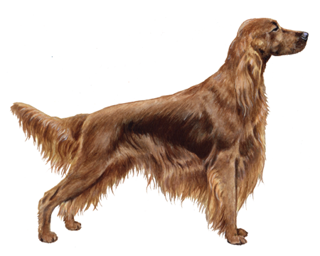 Irish Setter