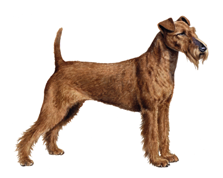 Irish Terrier