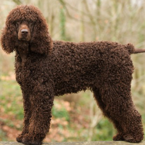 Irish Water Spaniel - carousel