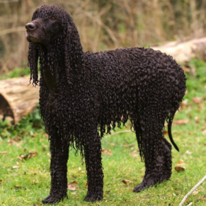 Irish Water Spaniel - carousel