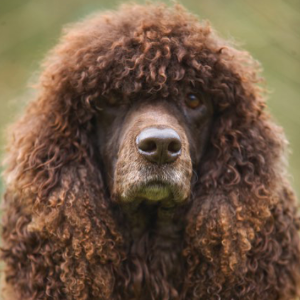 Irish Water Spaniel - carousel